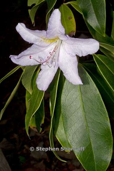 rhododendron latoucheae 2 graphic